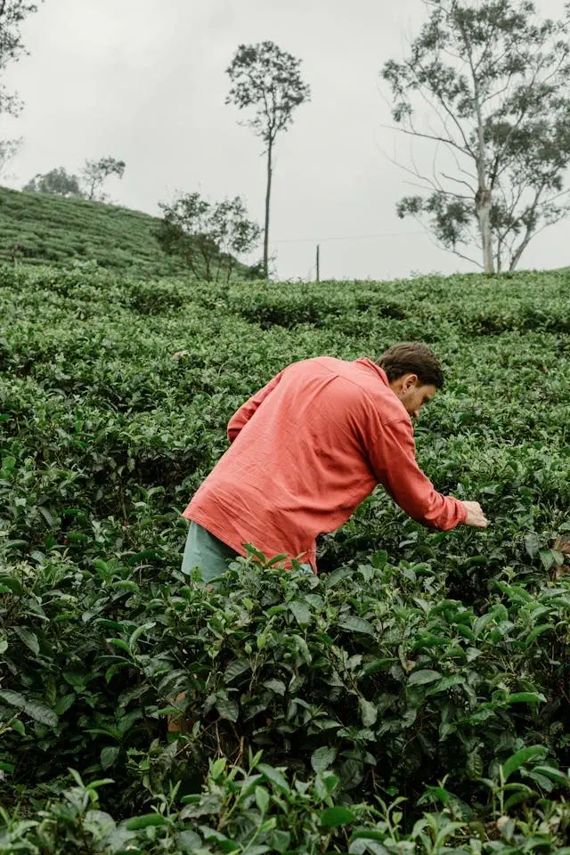 picking tea leaves